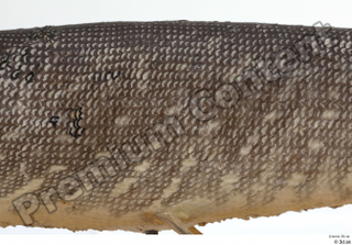 Northern pike back body scales 0001.jpg